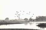 William Carter - Birds in Flight Farm, Illinois