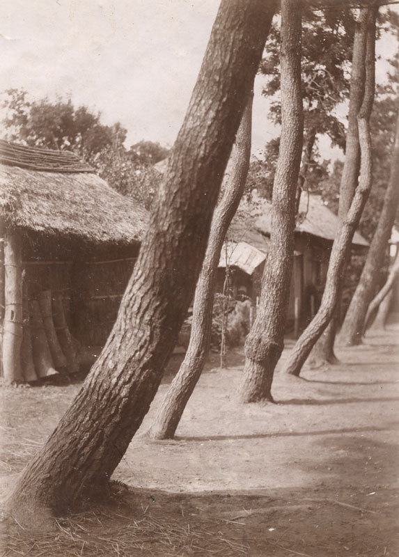 Untitled (angled trees in small village)
