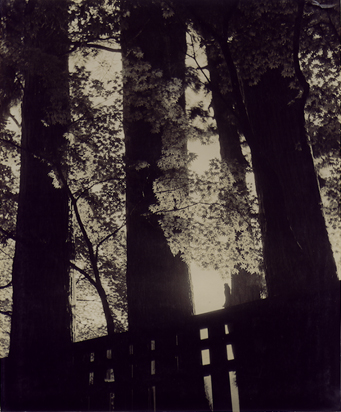 Koichi Sato - Untitled (peering through trees with maple) Koichi Sato - Untitled (peering through trees with maple)