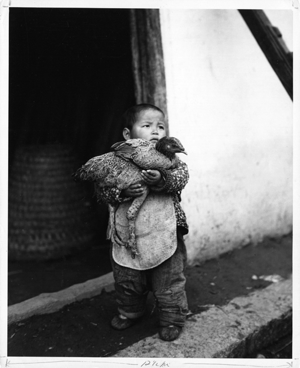 Arthur Rothstein - Boy with Chicken, Hungjao, China Arthur Rothstein - Boy with Chicken, Hungjao, China