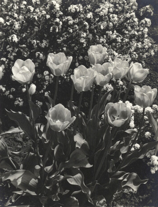 Samuel H. Gottscho - Group of Three Medium Format Negatives and Contact Prints of Flowers and an Exterior Architectural Study from Gottscho-Schleisner Studio Samuel H. Gottscho - Group of Three Medium Format Negatives and Contact Prints of Flowers and an Exterior Architectural Study from Gottscho-Schleisner Studio