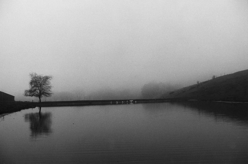 Harold Feinstein - A Tree and a Pond