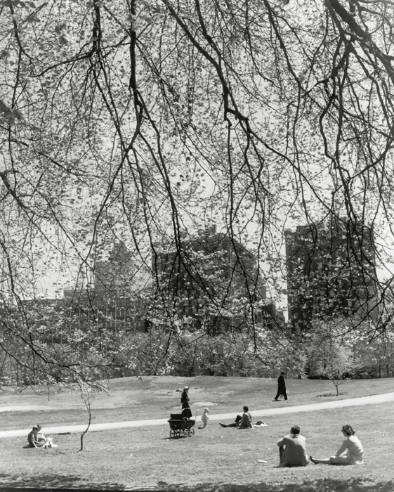 John Albok - Spring, Central Park, NY (North Meadow - around 99th Street on the East Side)
