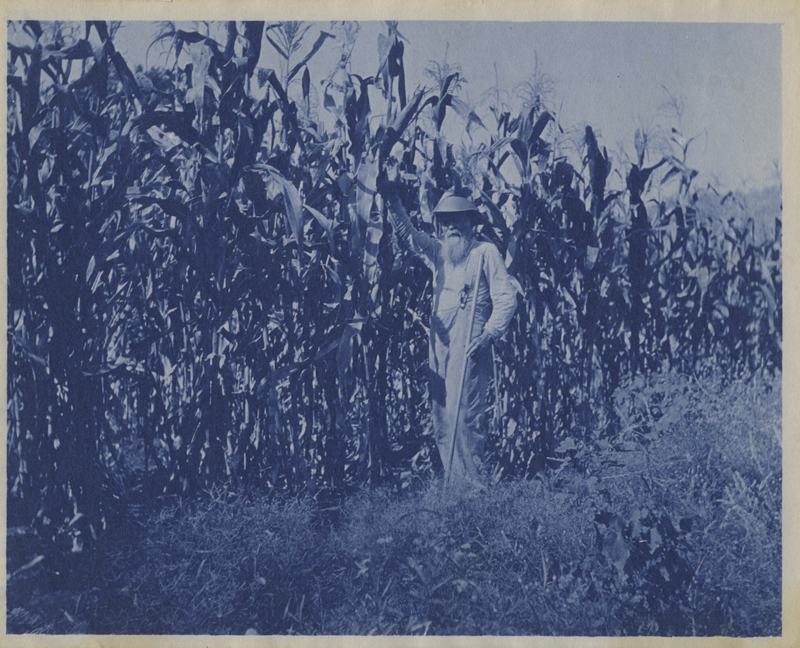 Anonymous - Farmer and the Cornfield Anonymous - Farmer and the Cornfield