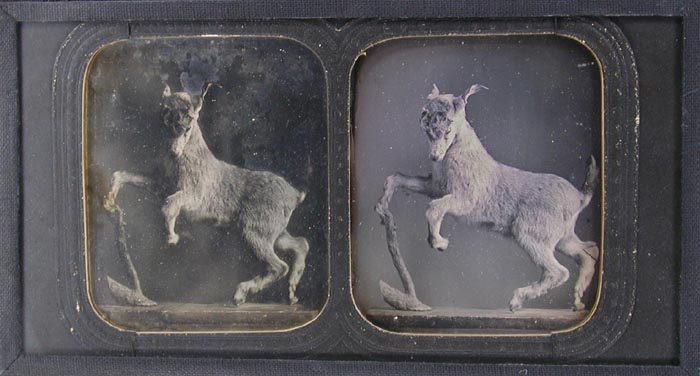 Louis-Jules Duboscq-Soleil - Mountain Goat