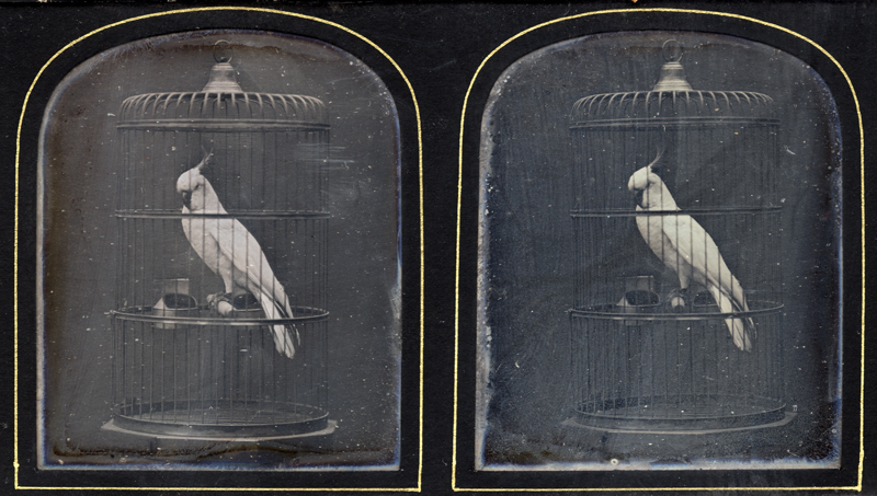 Anonymous, French - Portrait of a Cockatoo in Its Cage Anonymous, French - Portrait of a Cockatoo in Its Cage