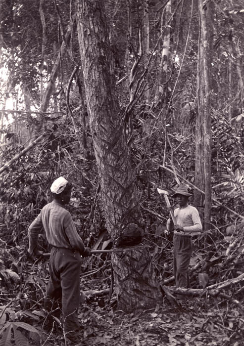 Anonymous - Natives Cutting Down Hardwoods for Shipment from the Colony, Dutch Guiana