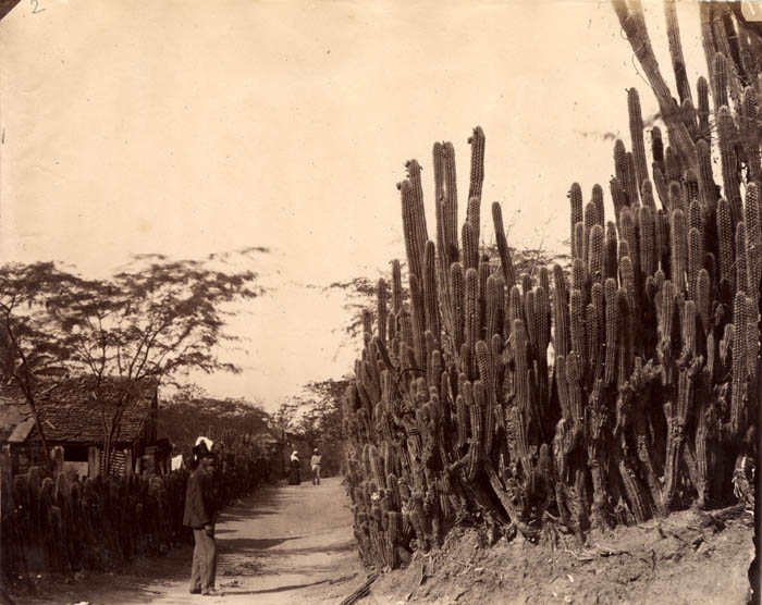 Cactus Fence in Kingston, Jamaica