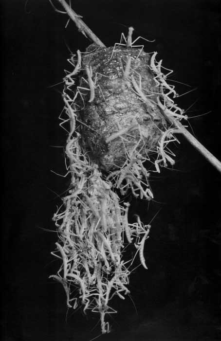 Margaret Bourke-White - Hanging Preying Mantises with Stick(Preying Mantis series #4) Margaret Bourke-White - Hanging Preying Mantises with Stick(Preying Mantis series #4)