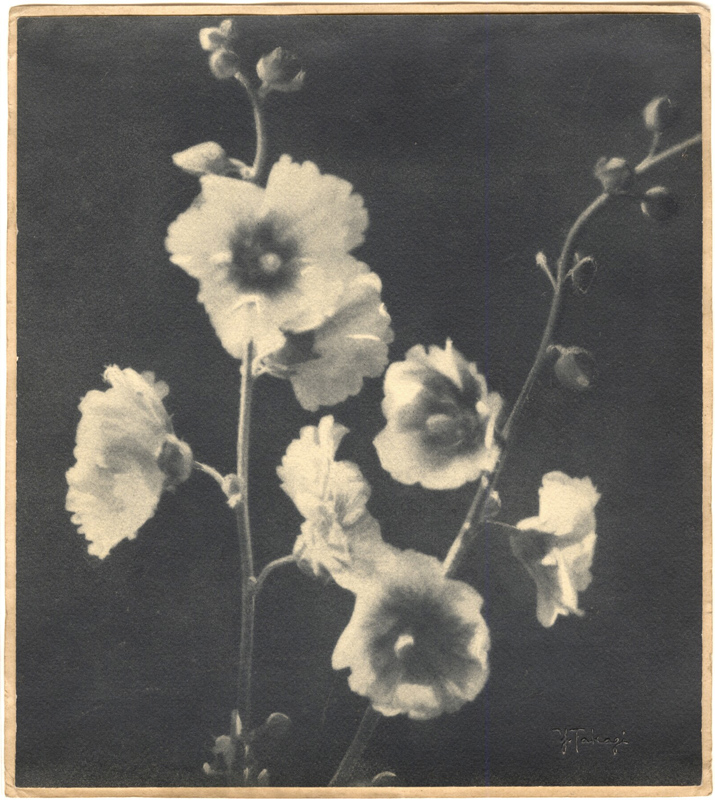 Yukio Takagi - Untitled (floral still life)