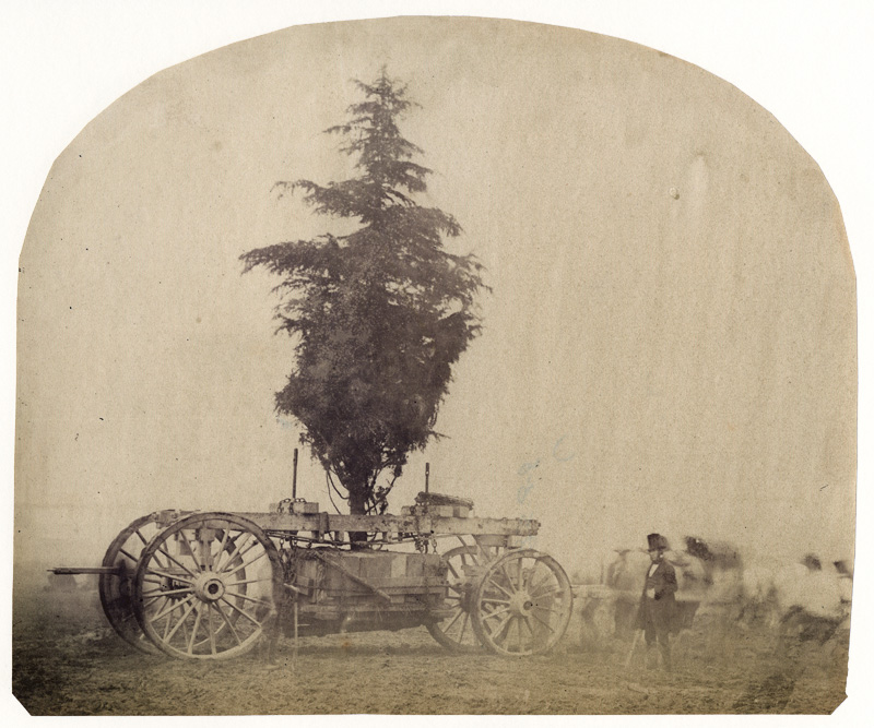 Anonymous - Transporting a Tree by Wagon, 1862 International Exhibition at South Kensington Anonymous - Transporting a Tree by Wagon, 1862 International Exhibition at South Kensington