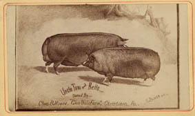 Drawing of a Pair of Prize Pigs, Uncle Tom and Belle