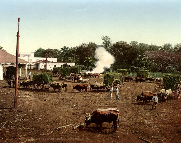 W.H. Jackson (attributed to) - W.H. Jackson (attributed to) -