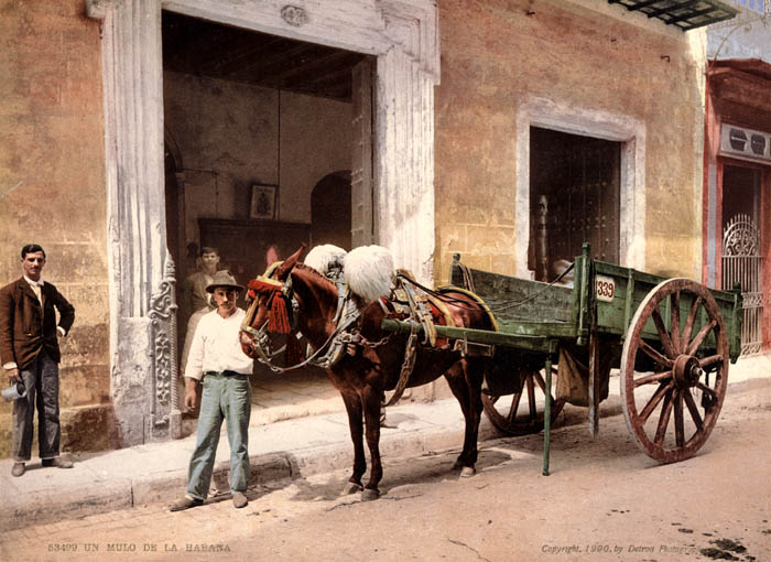 "Mule Drawn Wagon" and "Weighing Sugar Cane Before Unloading at Mill" - Havana, Cuba