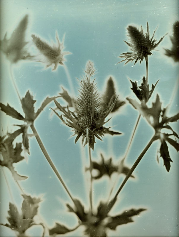 Jerry Spagnoli - Thistles Jerry Spagnoli - Thistles