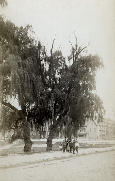 Robert L. Bracklow - Gnarly Willow Trees, 70th Street Near West End Avenue, New York City Robert L. Bracklow - Gnarly Willow Trees, 70th Street Near West End Avenue, New York City