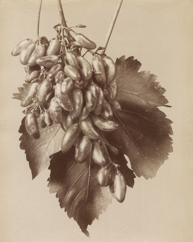 Fratelli Alinari - Still life study of a plant / "Uva Galletta" Fratelli Alinari - Still life study of a plant / "Uva Galletta"