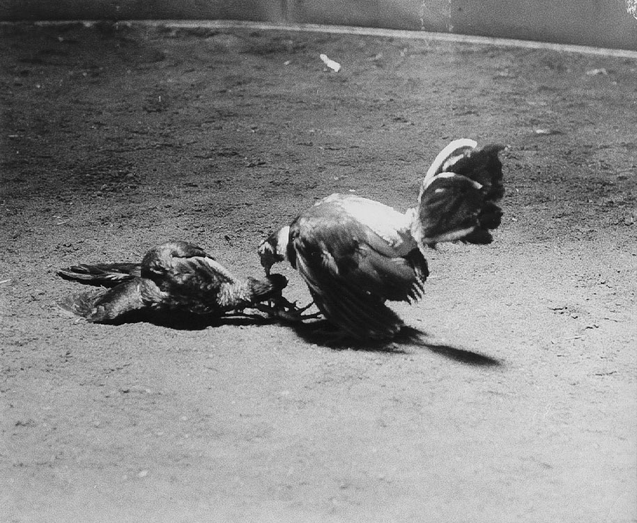 F.B. Grunzweig - Cock Fight (Four Images) F.B. Grunzweig - Cock Fight (Four Images)