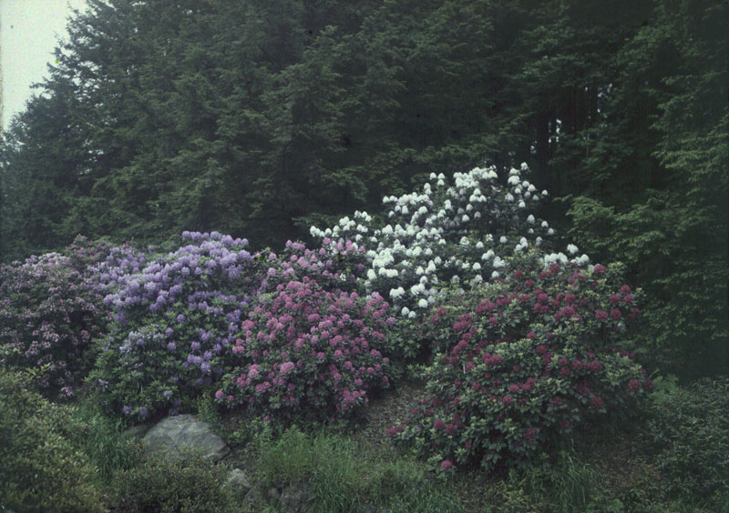 Anonymous - Flowers and Pine Trees Anonymous - Flowers and Pine Trees