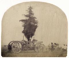 Anonymous - Transporting a Tree by Wagon, 1862 International Exhibition at South Kensington