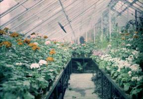 Anonymous - Greenhouse