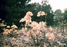 Anonymous - Flowers