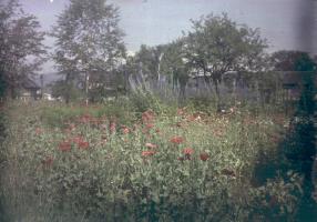 Anonymous - Garden and Flowers