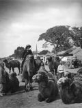 James Ricalton/Underwood & Underwood - James Ricalton, Our Man in China. Riding a Camel ("Scenes in Peking")