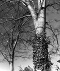 Jiro Suzuki - Barren Tree With Ivy