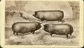 J.H. Bostwick - Drawing of Three pigs - Sambo, Beatrice and Juliet
