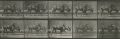Eadweard Muybridge - Animal Locomotion Plate 701 - Gnu, Walking