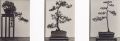 Takata - Bonsai Studies