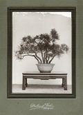 Takata - Bonsai Study