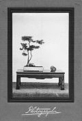Takata - Two Bonsai Studies