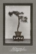 Takata - Three Bonsai Studies