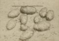 Adams Photographic Studio - Four Cabinet Cards of Vegetables from Gloucester, Mass.