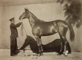 Adrien Tournachon - Finery, Portrait of a Horse