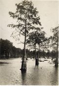 William H. Fisher - Blue Heron Swamp, Somerset County, Maryland