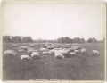 J.S. Johnson - Sheep and Lambs, Ball ground, Central Park, NYC
