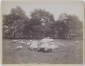 J.S. Johnson - Sheep and Lambs, Central Park, NYC