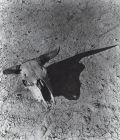 Arthur Rothstein - Bleached Skull of a Steer, South Dakota Bad Lands