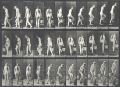 Eadweard Muybridge - Animal Locomotion - Plate 102