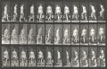 Eadweard Muybridge - Animal Locomotion - Plate 104