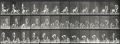 Eadweard Muybridge - Animal Locomotion - Plate 449