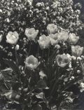 Samuel Gottscho - Group of Three Medium Format Negatives and Contact Prints of Flowers and an Exterior Architectural Study from Gottscho-Schleisner Studio