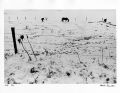 Harold Feinstein - Horses in the Winter Pasture