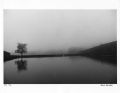 Harold Feinstein - A Tree and a Pond