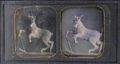 Louis-Jules Duboscq-Soleil - Mountain Goat