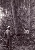 Anonymous - Natives Cutting Down Hardwoods for Shipment from the Colony, Dutch Guiana