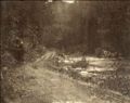 Anonymous - Bog Walk between Spanish-town and Seinsten, about 18 miles from Newcastle Barracks